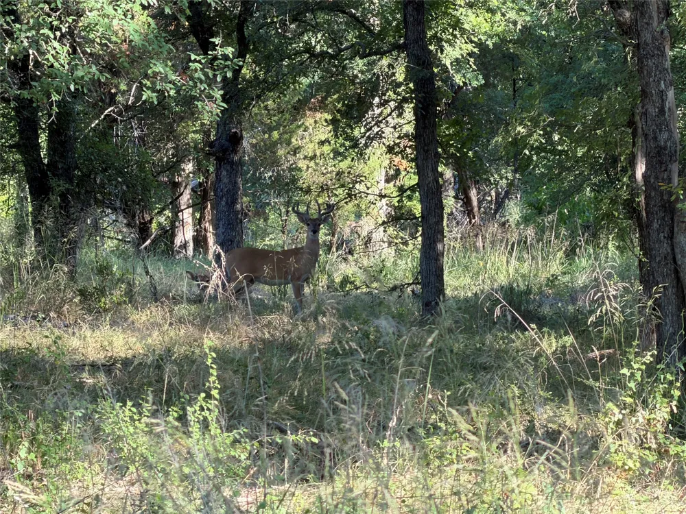 Fm 56 Morgan, TX 76671