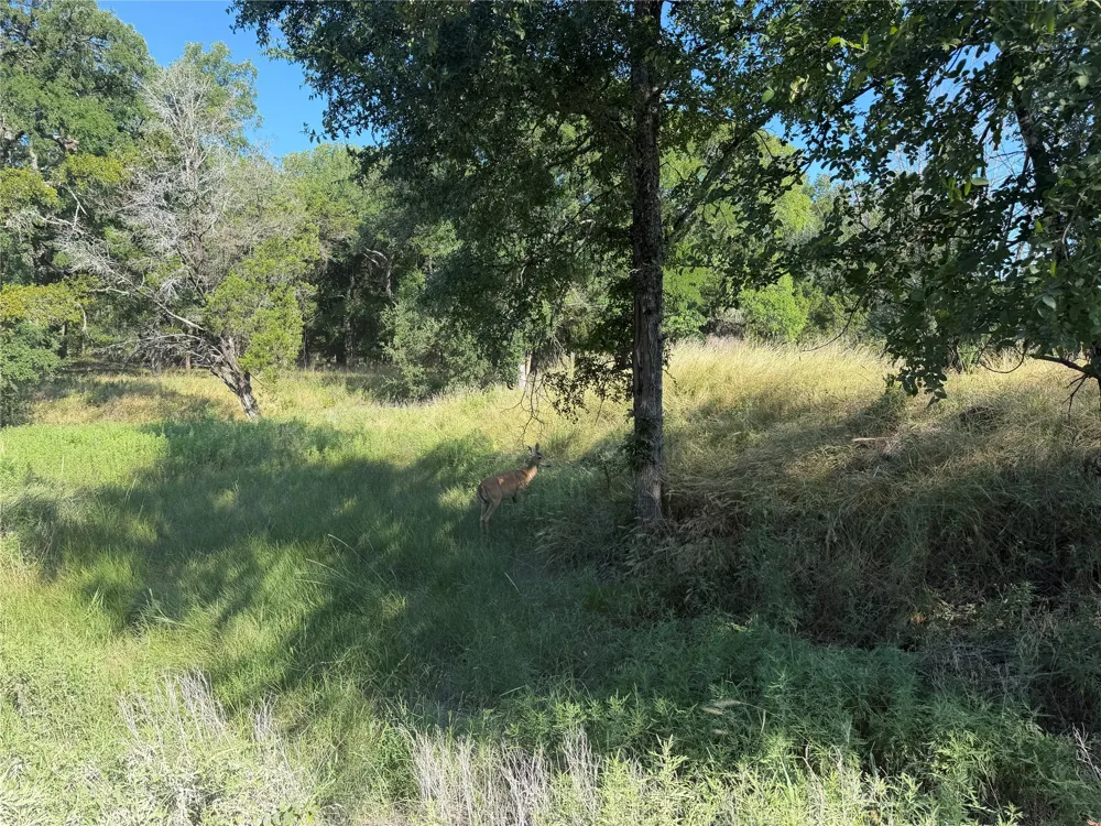 Fm 56 Morgan, TX 76671