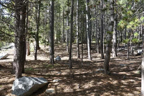 00 Upper Forest Rd