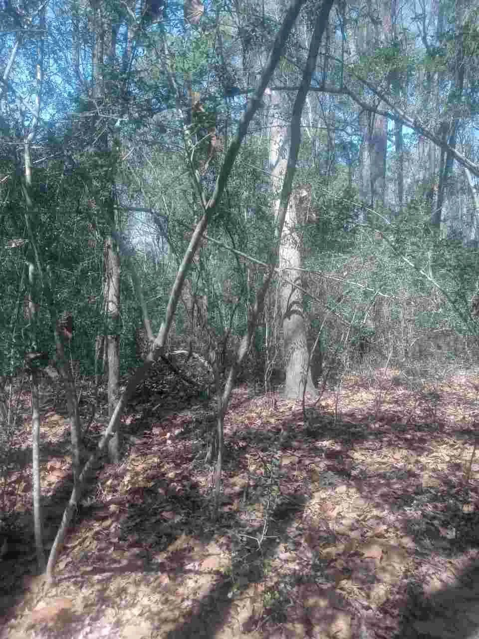 24282 Marshburn Drive Magnolia, TX 77447