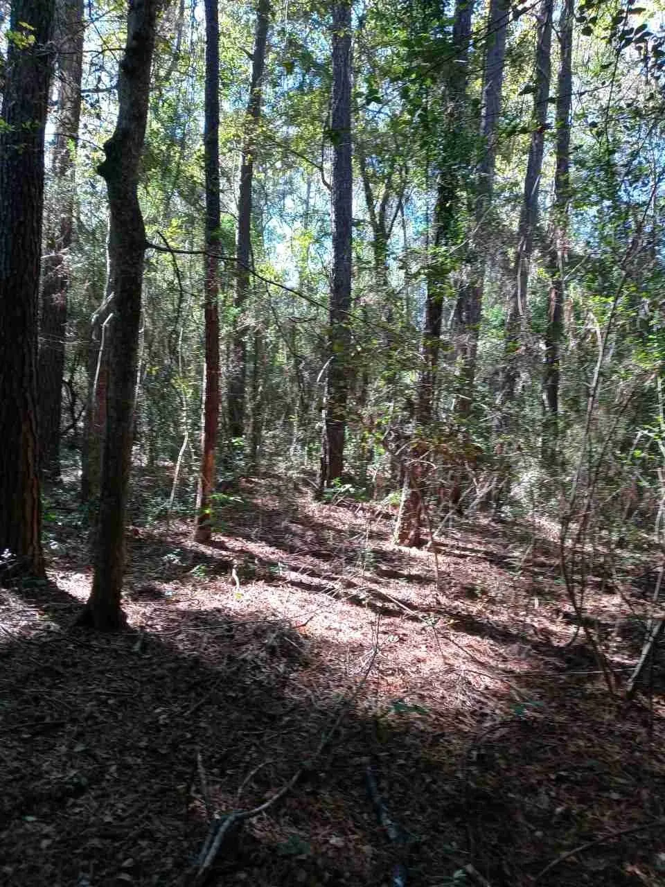 24282 Marshburn Drive Magnolia, TX 77447