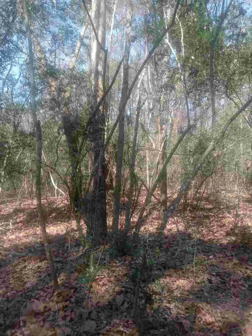 24282 Marshburn Drive Magnolia, TX 77447
