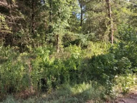 Dogwood Drive