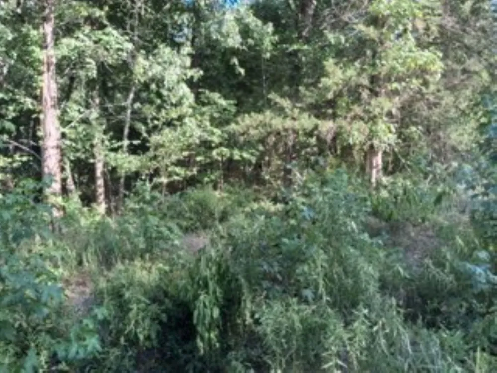 Dogwood Drive Murchison, TX 75778