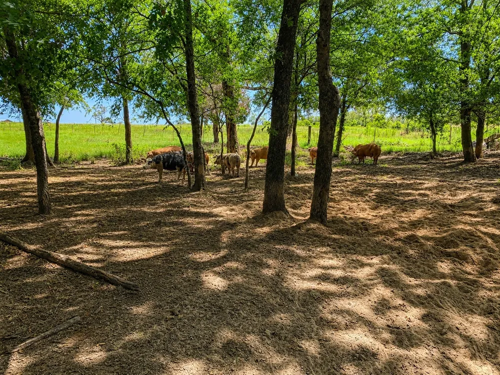1143 RS County Road 2300 Emory, TX 75440