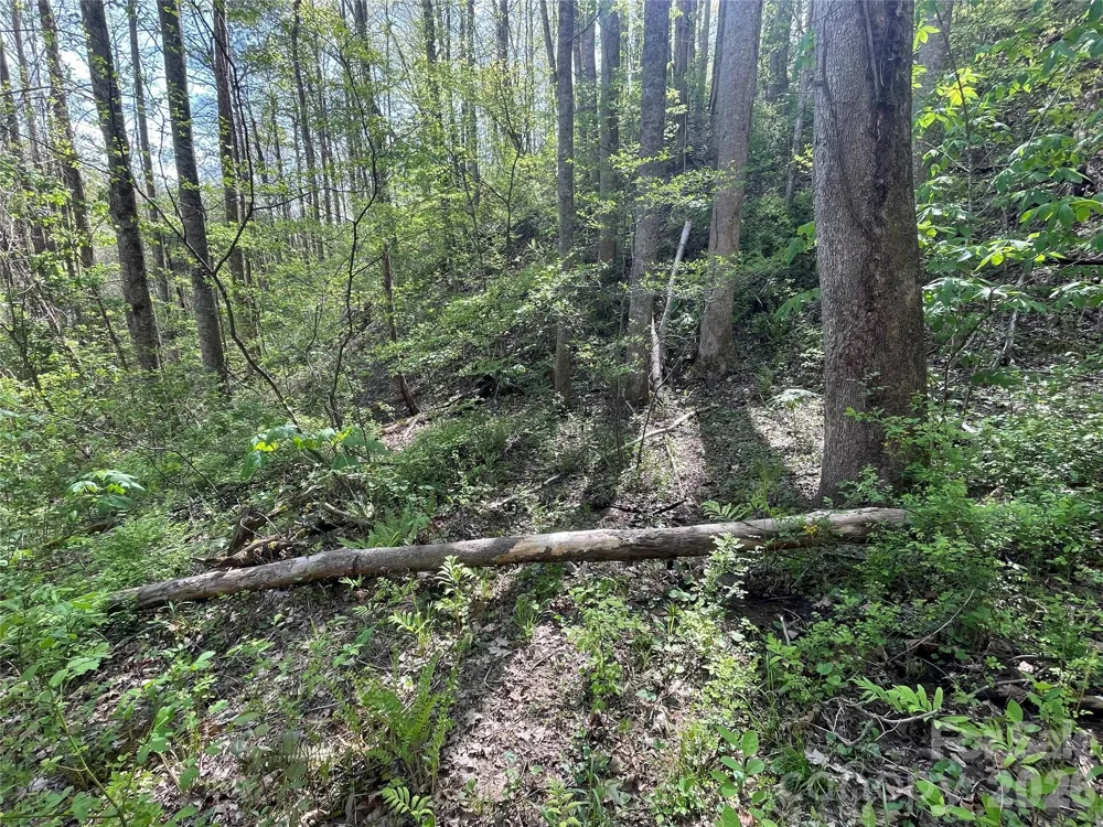 99999 Martins Creek Road Barnardsville, NC 28709