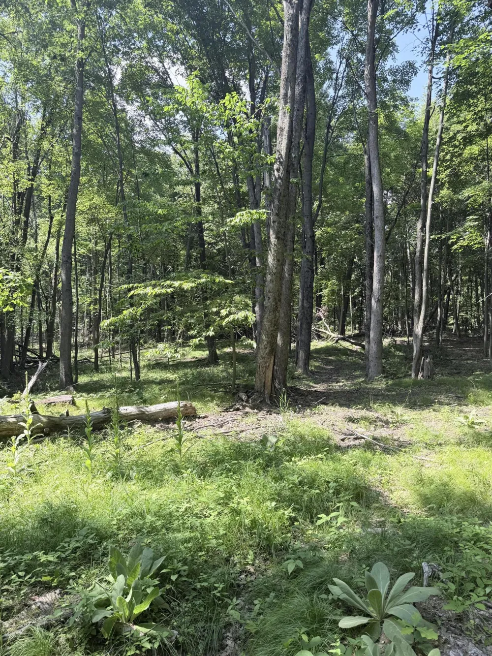 Woods Road Sidney, MI 48885