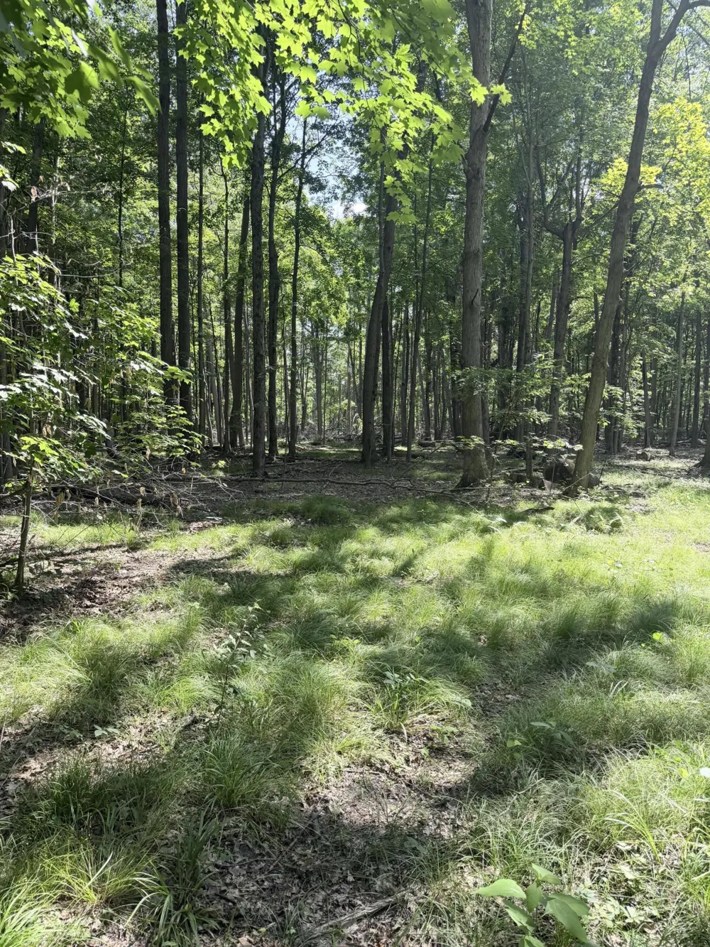 Woods Road Sidney, MI 48885