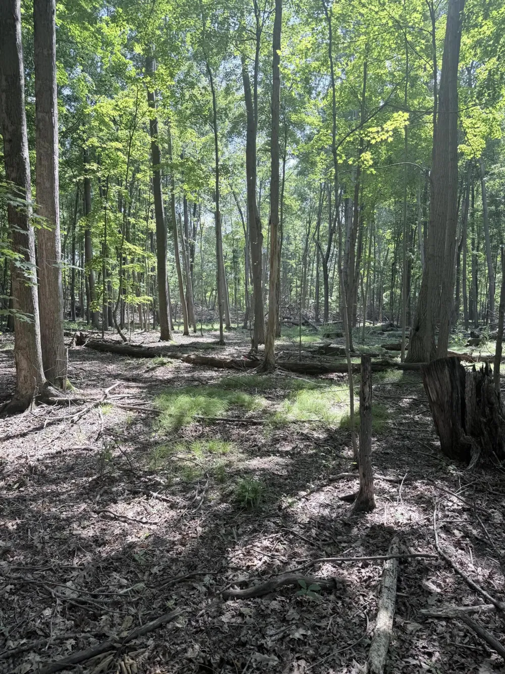Woods Road Sidney, MI 48885