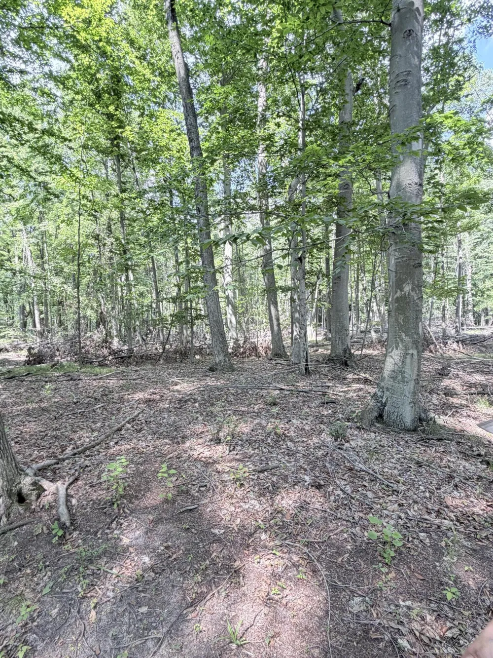 Woods Road Sidney, MI 48885