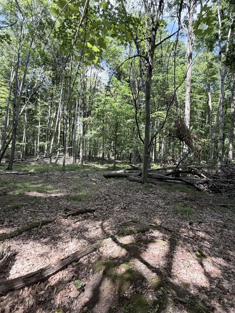 Woods Road Sidney, MI 48885