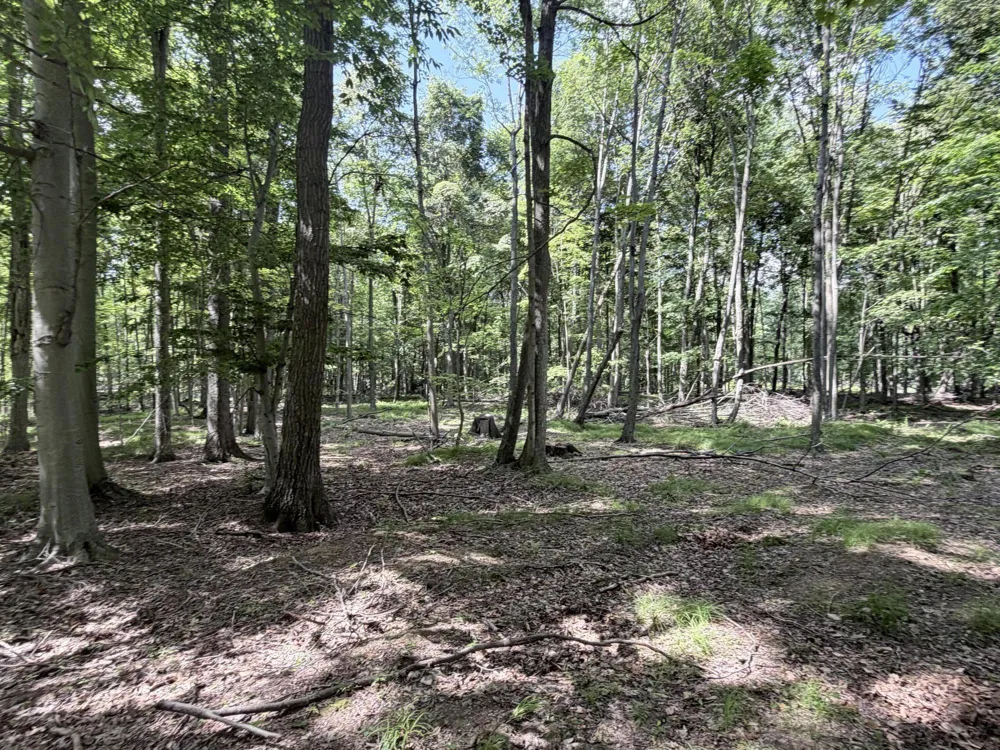 Woods Road Sidney, MI 48885