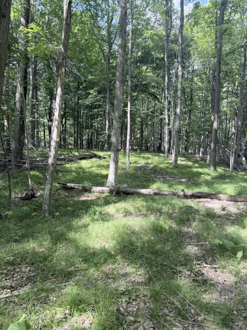 Woods Road Sidney, MI 48885
