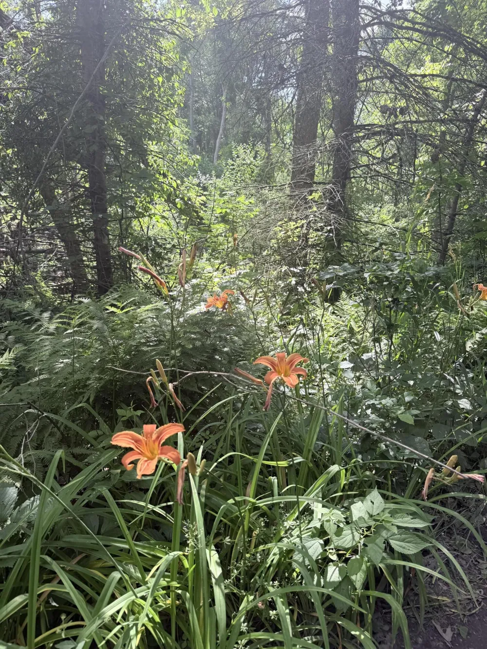 Woods Road Sidney, MI 48885