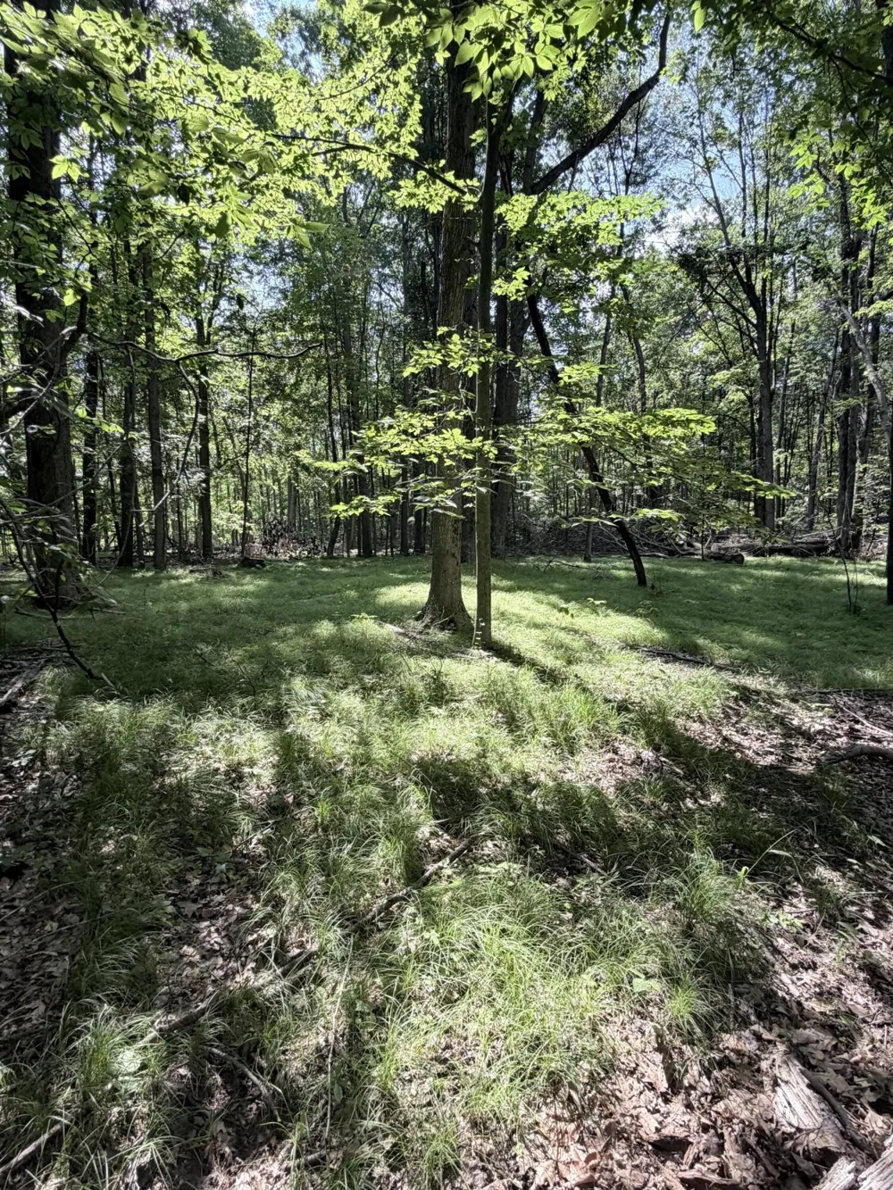 Woods Road Sidney, MI 48885