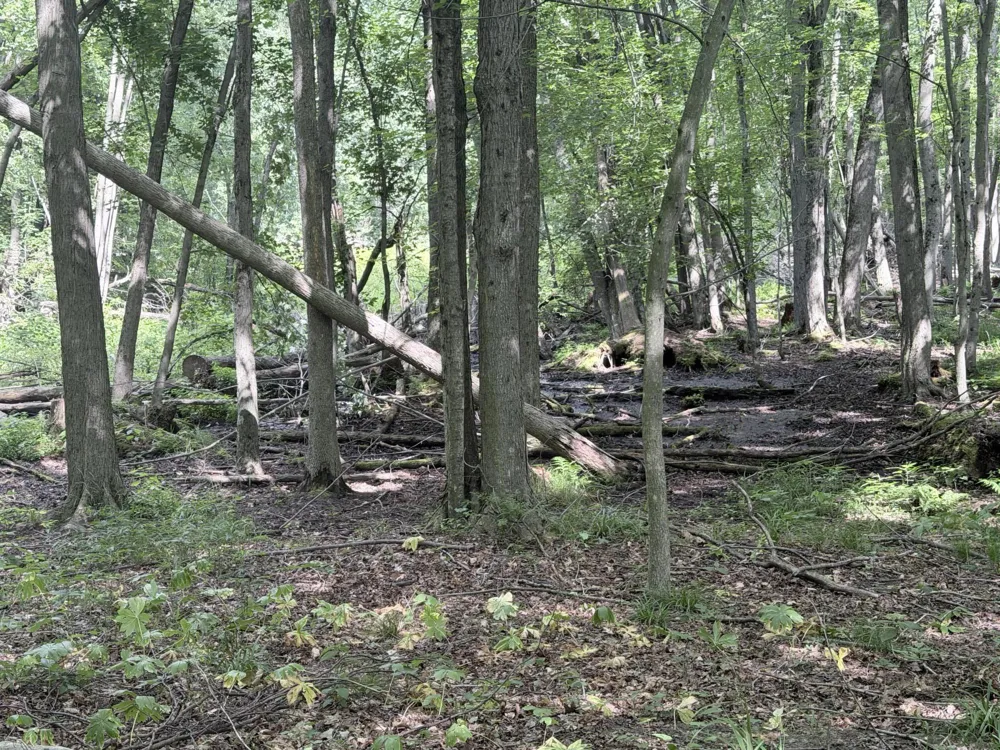 Woods Road Sidney, MI 48885