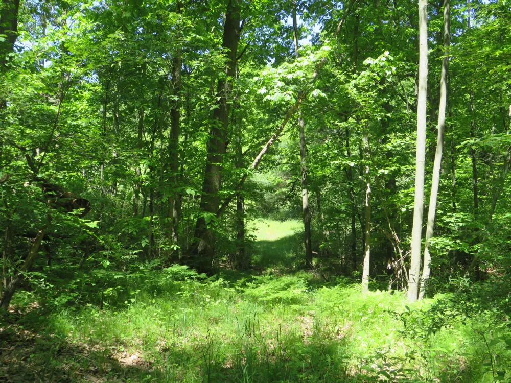 11000 Vickeryville Road Edmore, MI 48829