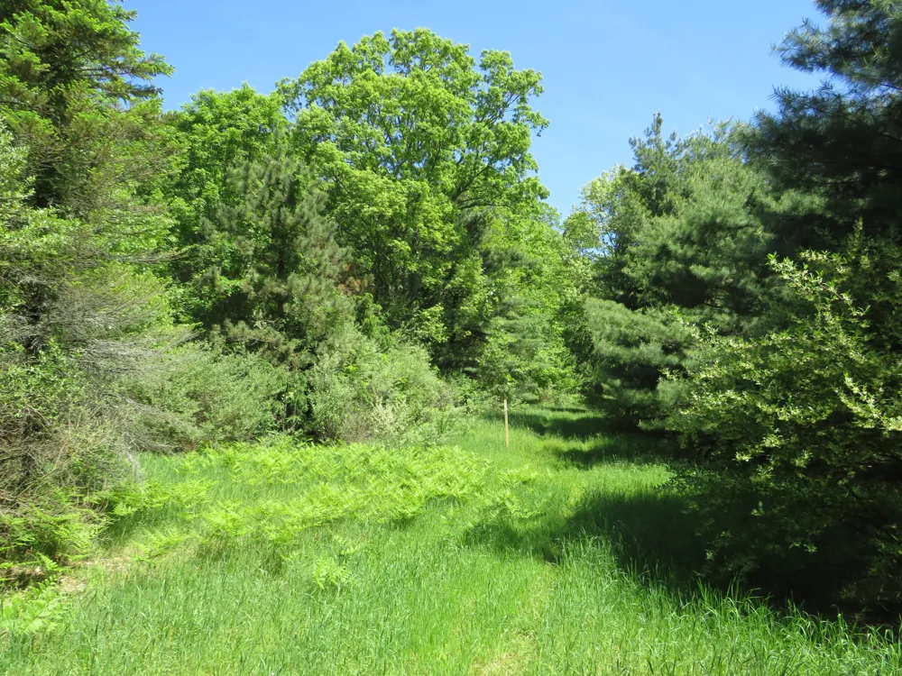 11000 Vickeryville Road Edmore, MI 48829