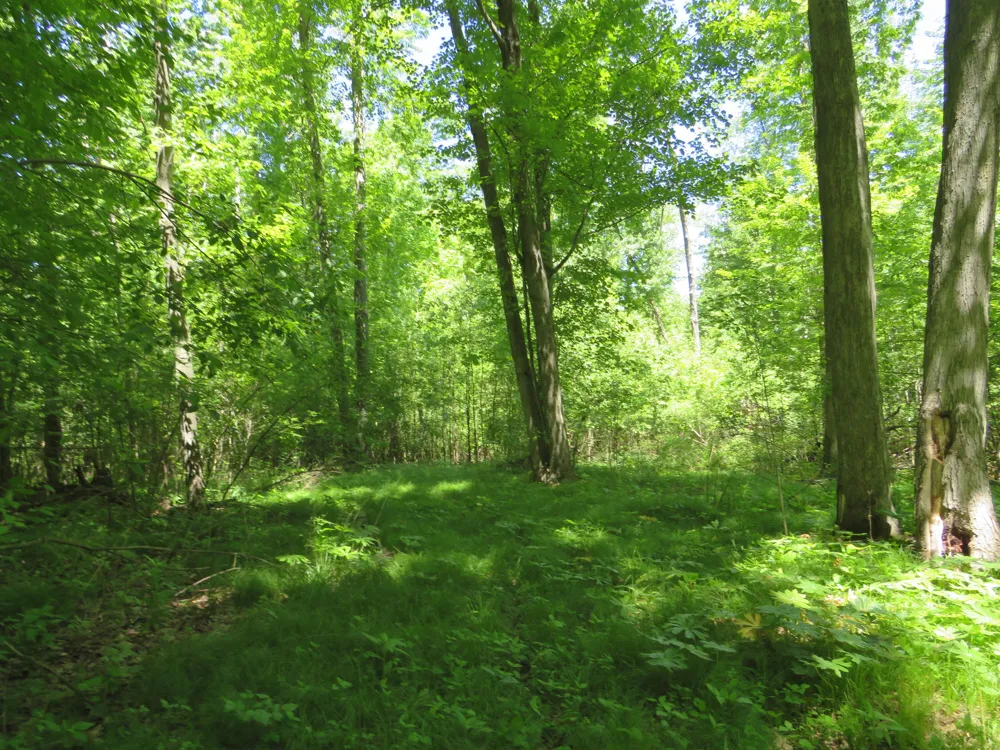 11000 Vickeryville Road Edmore, MI 48829
