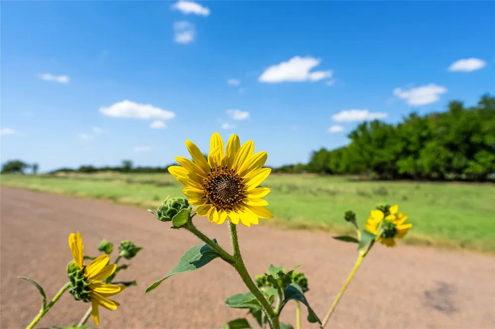 Lakewood Drive Whitney, TX 76692