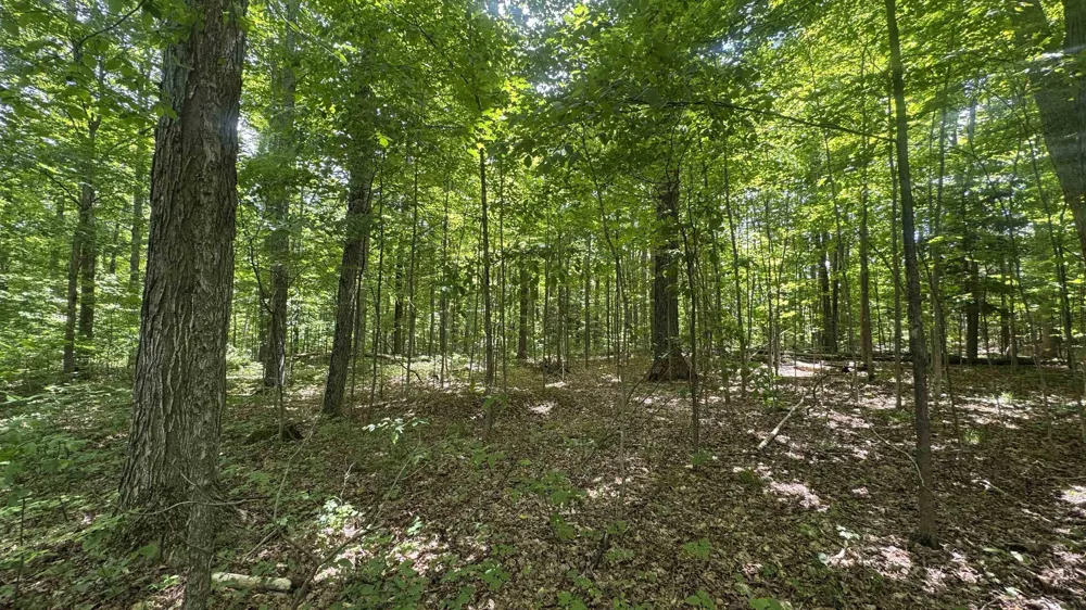 S 35 ROAD Selma Township, MI 49601