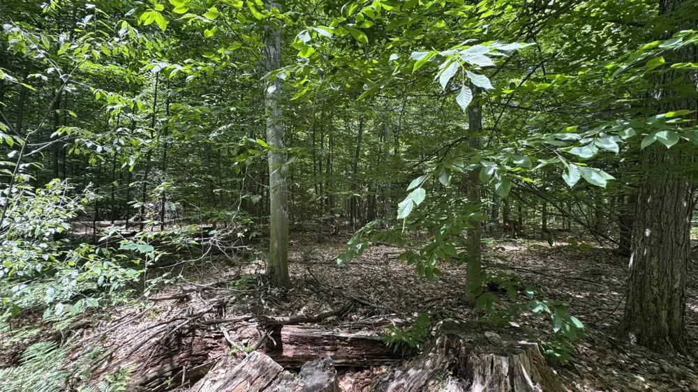 S 35 ROAD Selma Township, MI 49601