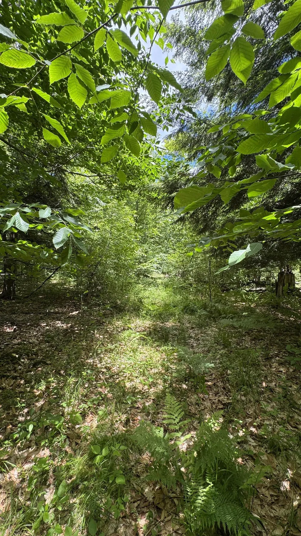 S 35 ROAD Selma Township, MI 49601