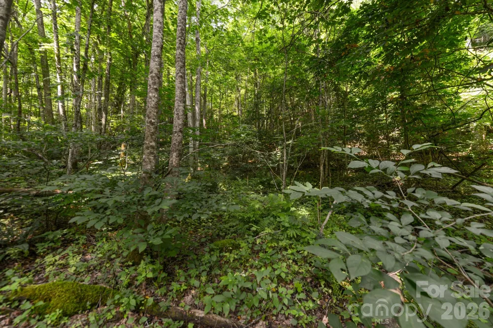 ### Board Tree Road #1 Marshall, NC 28753