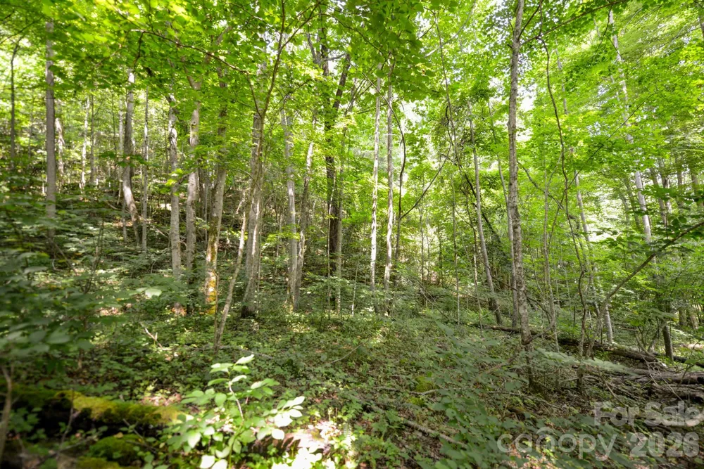 ### Board Tree Road #1 Marshall, NC 28753