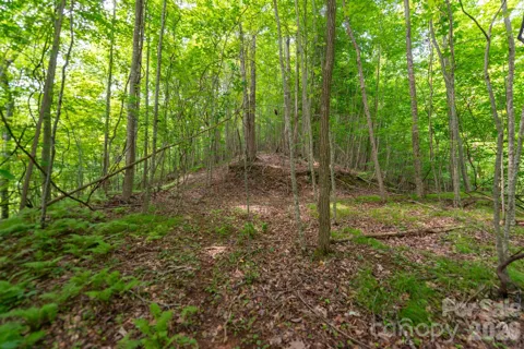 ### Board Tree Road #2