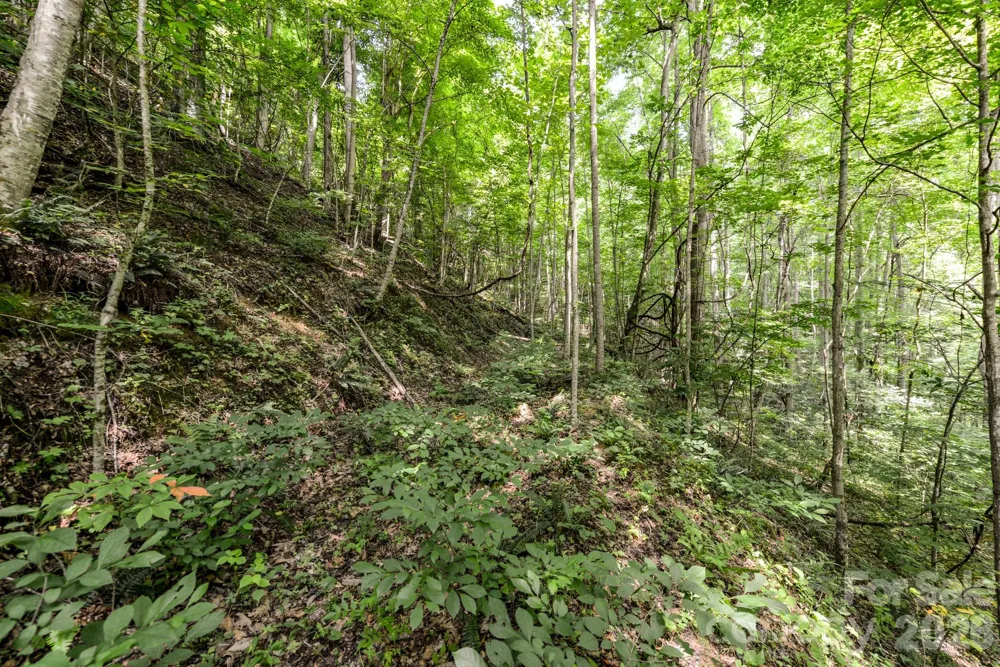 ### Board Tree Road #2 Marshall, NC 28753