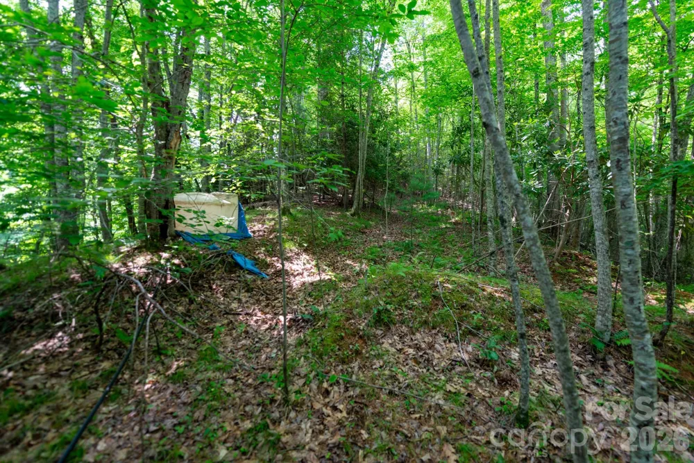 ### Board Tree Road #4 Marshall, NC 28753
