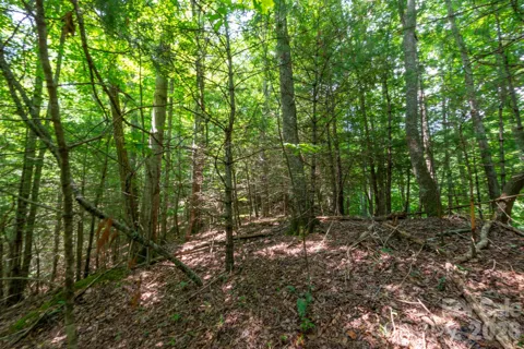 ### Board Tree Road #6