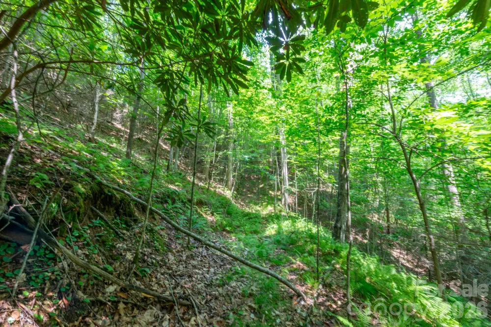 ### Board Tree Road #6 Marshall, NC 28753