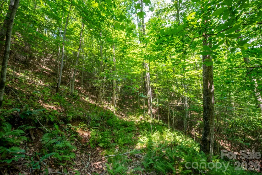 ### Board Tree Road #6 Marshall, NC 28753