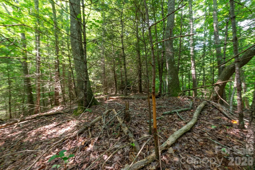 ### Board Tree Road #6 Marshall, NC 28753