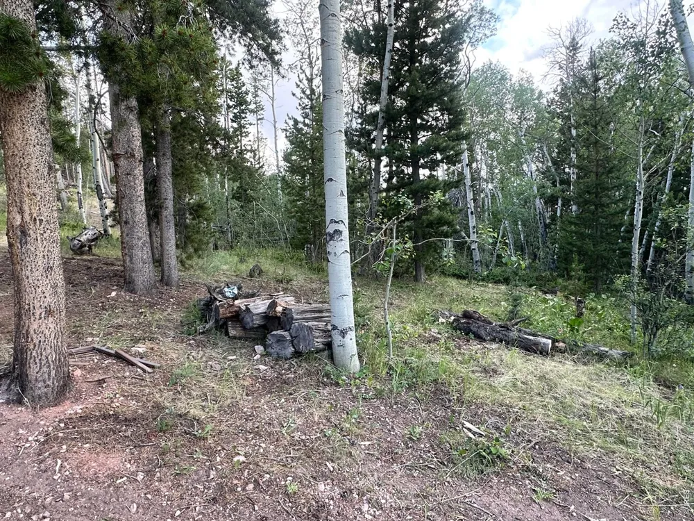 401 Blackfoot Road Red Feather Lakes, CO 80545