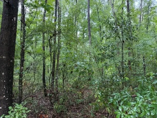 NE 312TH AVENUE Old Town, FL 32680
