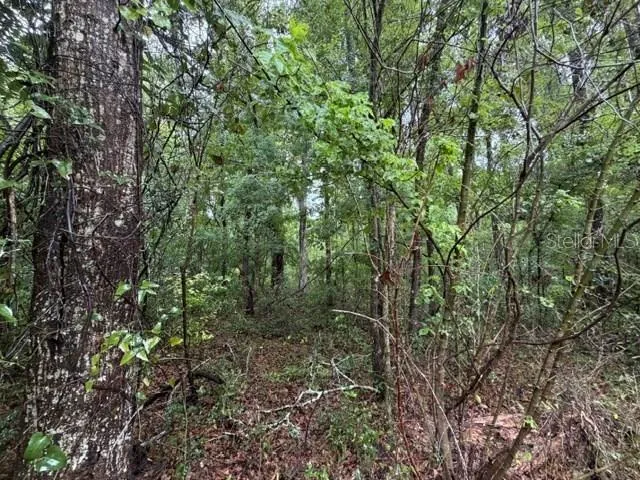 NE 312TH AVENUE Old Town, FL 32680