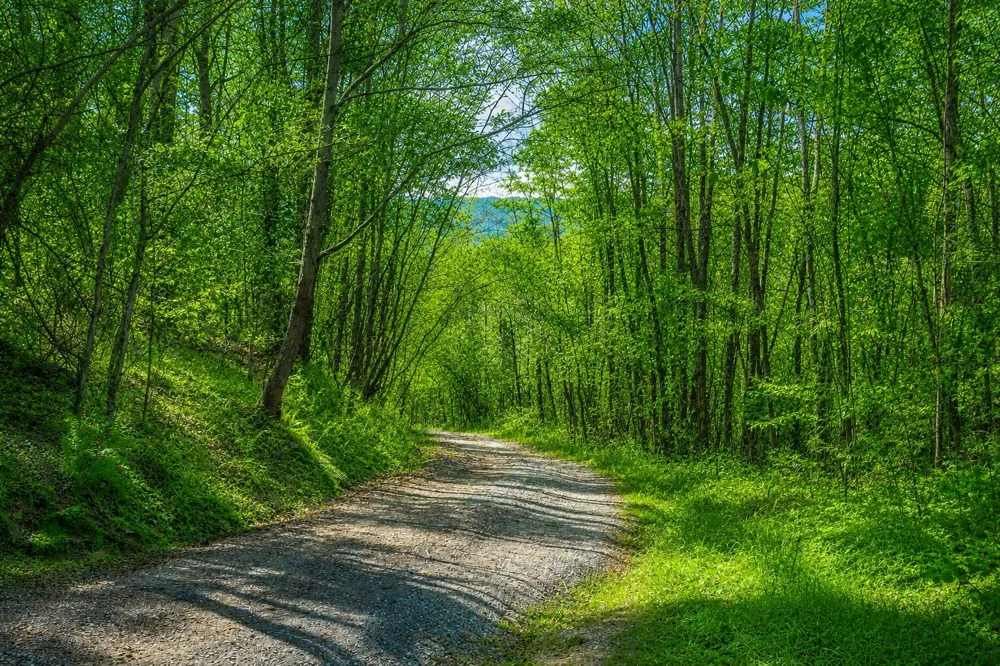 1111 Ditch Gap Road Whitwell, TN 37397