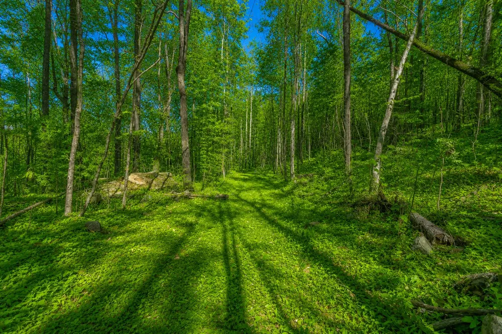 1111 Ditch Gap Road Whitwell, TN 37397