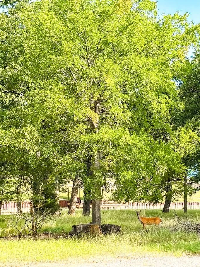 14216 Clark Drive Streetman, TX 75859