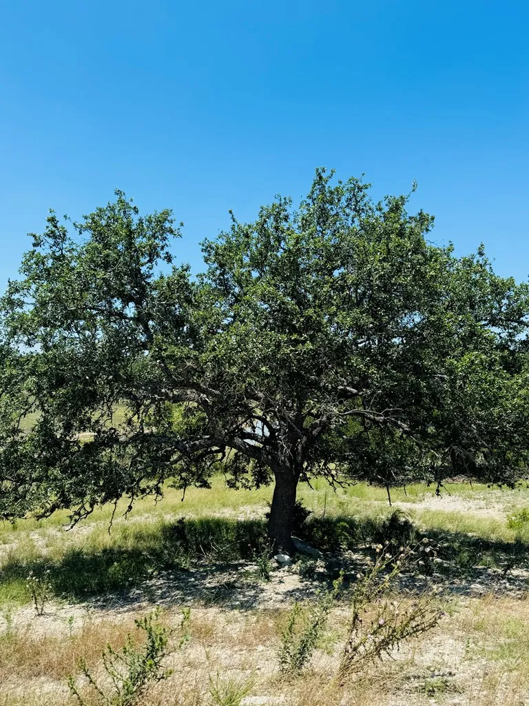 3 Oakwater Drive Fredericksburg, TX 78624
