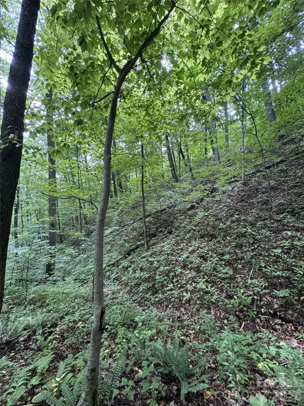 1873 Unahala Creek Drive Bryson City, NC 28713