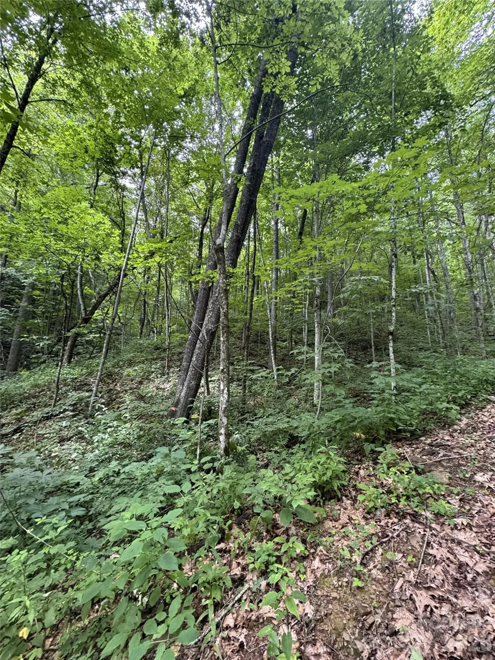 1873 Unahala Creek Drive Bryson City, NC 28713