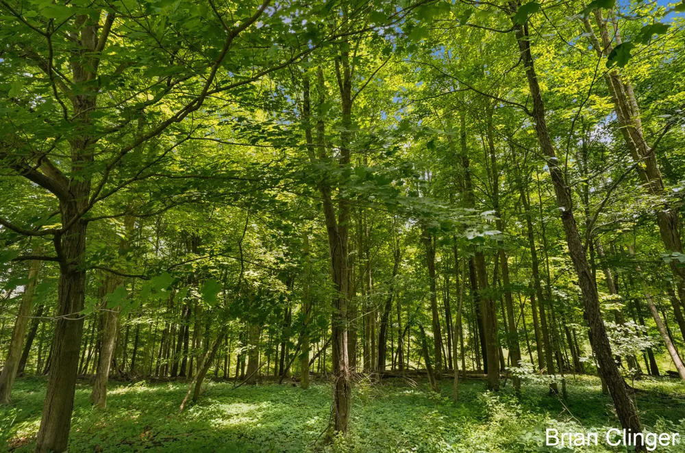 5441 Crooked Crk Road Berlin Township, MI 48881