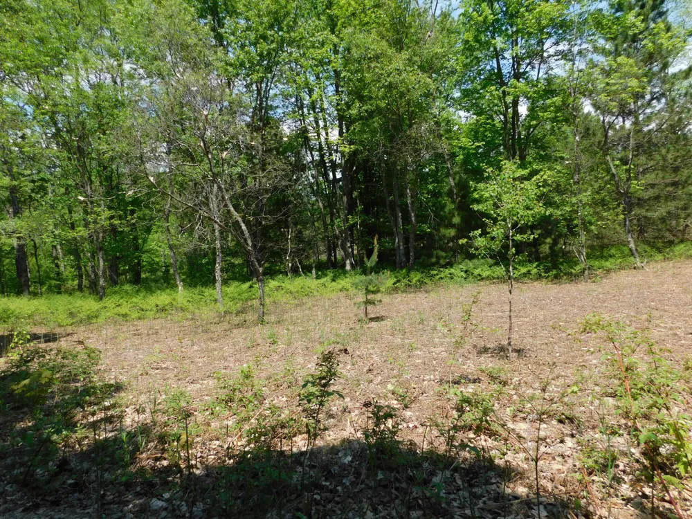 14200 Plagany Road Bear Lake, MI 49614