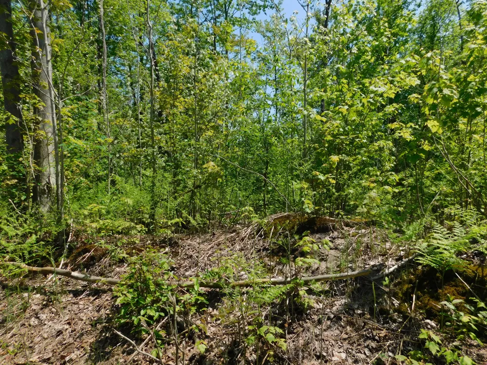 14200 Plagany Road Bear Lake, MI 49614