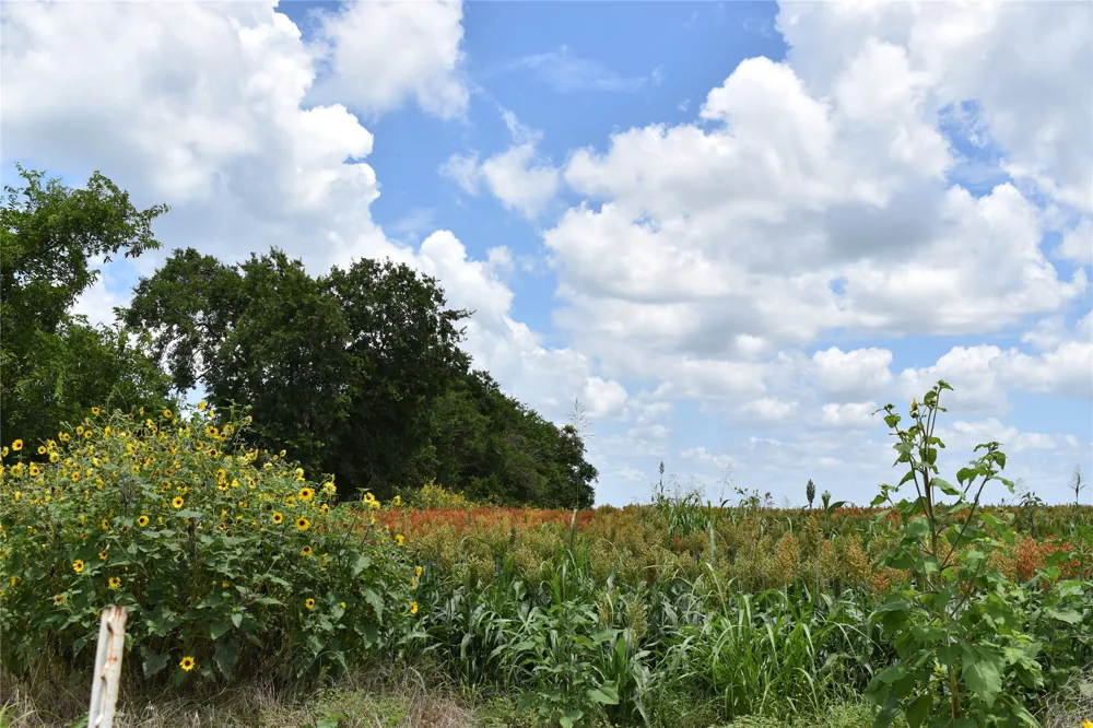 County Road 109 Buckholts, TX 76518