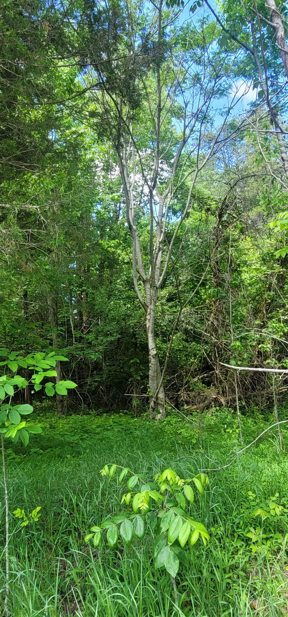 2323 College St Spencer, TN 38585